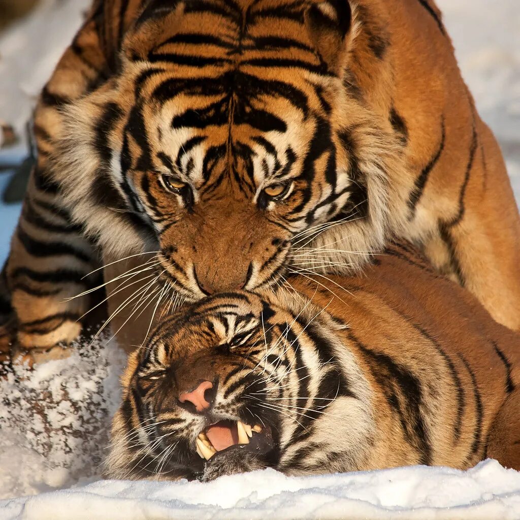Укус тигра. Тигры спариваются. Тигрица. Сношение тигров. Тигр спаривается с тигрицей.