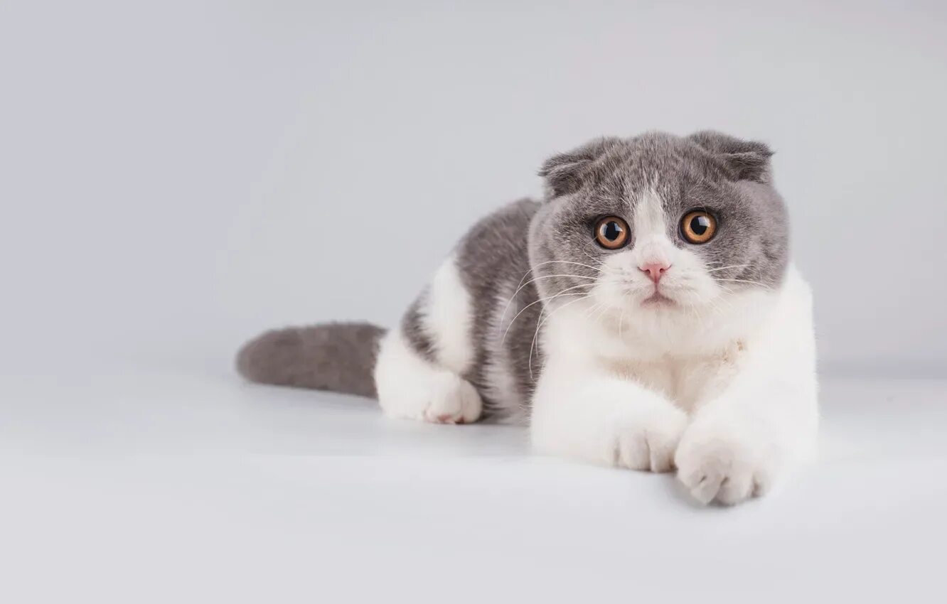 Шотландский вислоухий кот дымчатый. Шотландские кошка серо белая. Шотландская вислоухая кошка биколор. Скоттиш-фолд шотландская вислоухая кошка белый. Шотландские кошка серо белая.