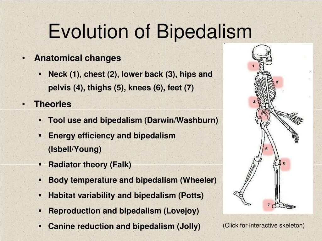 Антропосоциогенез презентация. Homo habilis характеристика. Фото человеческого скелета в полный рост. Человек в отличие от позвоночных животных. Бипедальность.