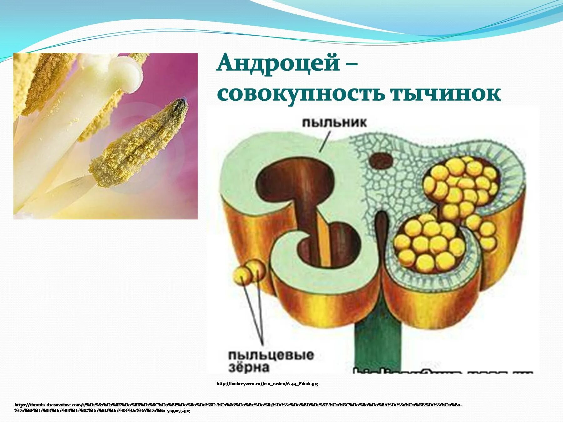 Строение андроцея. Андроцей строение тычинки. Двусильный андроцей. БРАТСТВЕННЫЙ андроцей. Строение тычинки и пыльцы