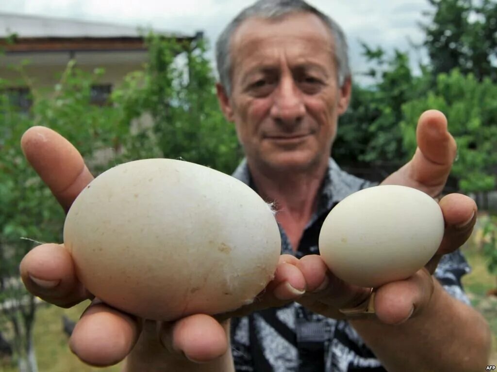 Самое сильное яйцо. Огромные куриные яйца. Самые крупные куриные яйца. Гигантские куриные яйца.