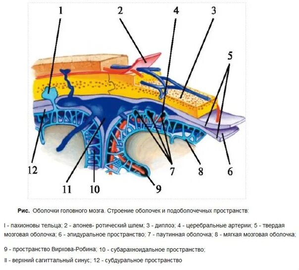 Головной мозг покрыт оболочками. Эпидуральное пространство оболочек головного мозга. Пахионовы грануляции анатомия. Грануляции паутинной оболочки мозга. Субдуральное пространство спинного мозга.