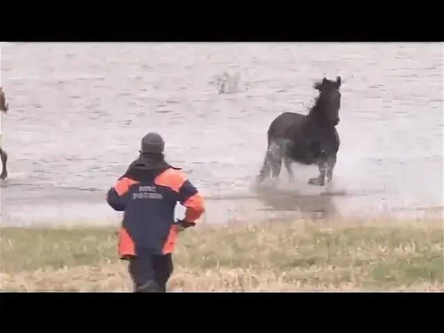 Спасем животных. Служба спасения лошадей. Спасение диких животных мчс. Как спасали лошадь наводнение. Ту хорс лэтер.