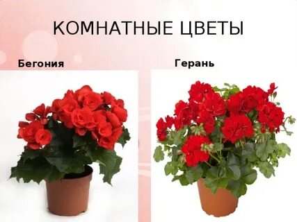 Бегонии герани