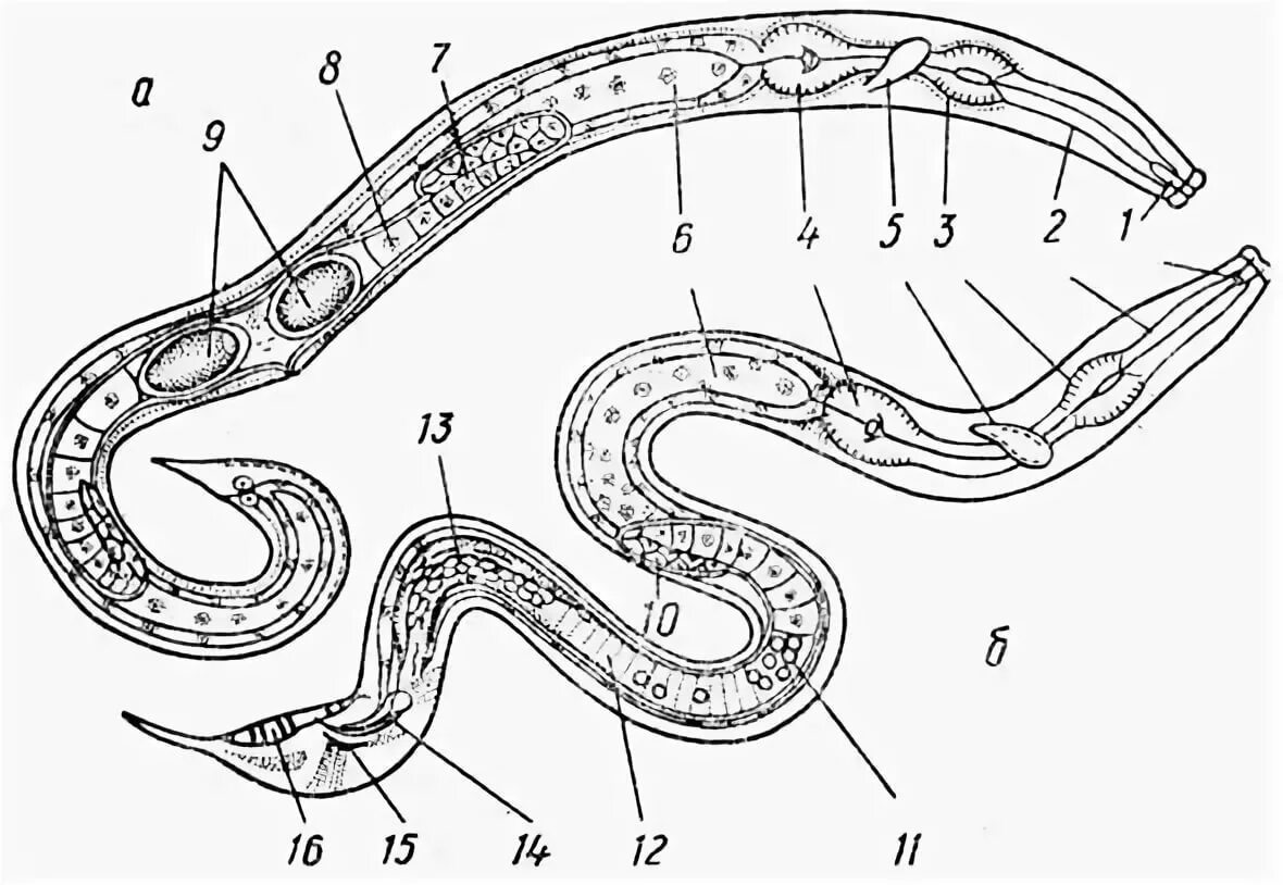 Круглые черви черви строение. Нематоды схема. Тип круглые черви рисунок строение. Нематоды строение тела. Рисунок строения червя