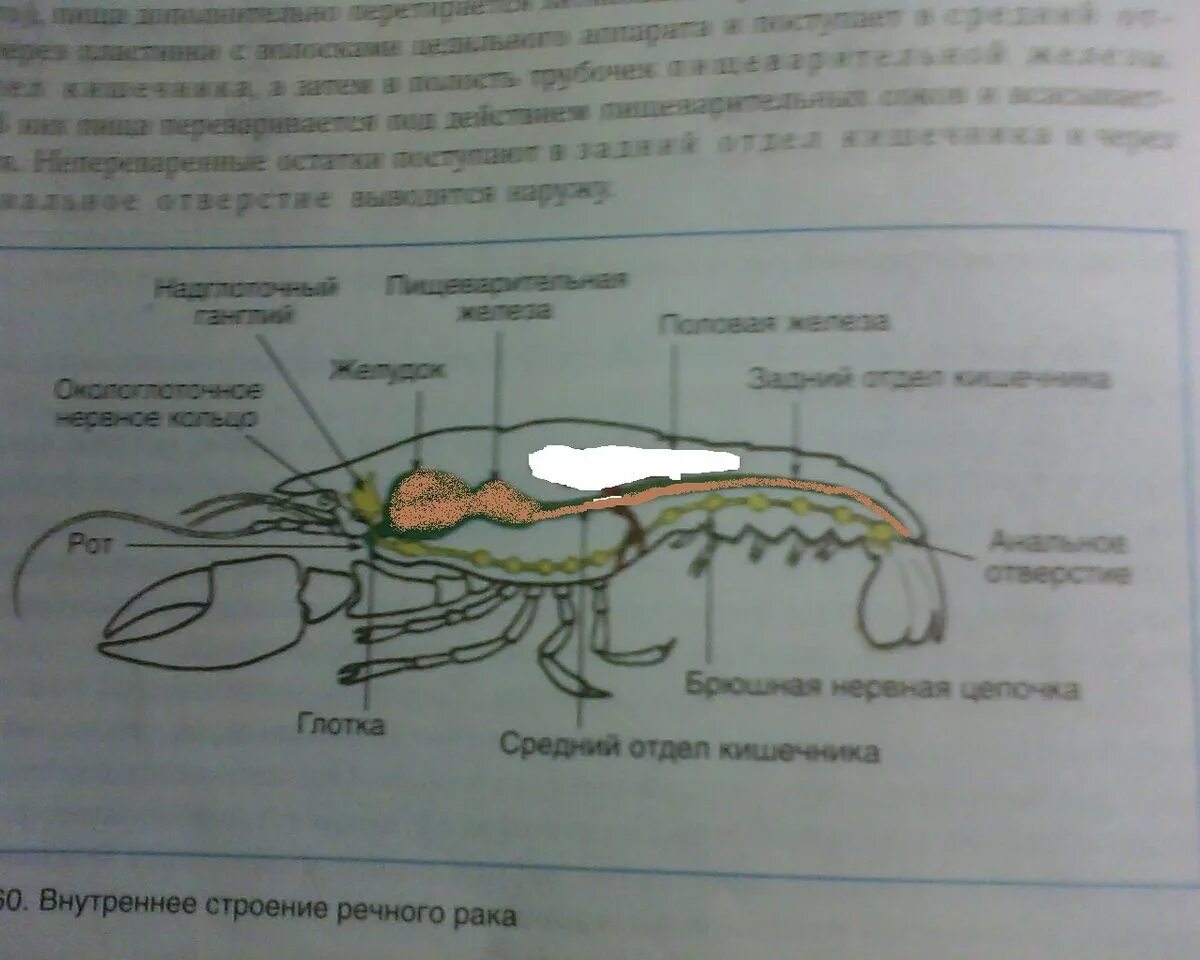 Внутреннее строение ракообразных пищеварительная система. Внутреннее срорение ра ка речноггоо. Внутренне строение ракообразных. Выделительная система ракообразных. Рассмотрите речного рака