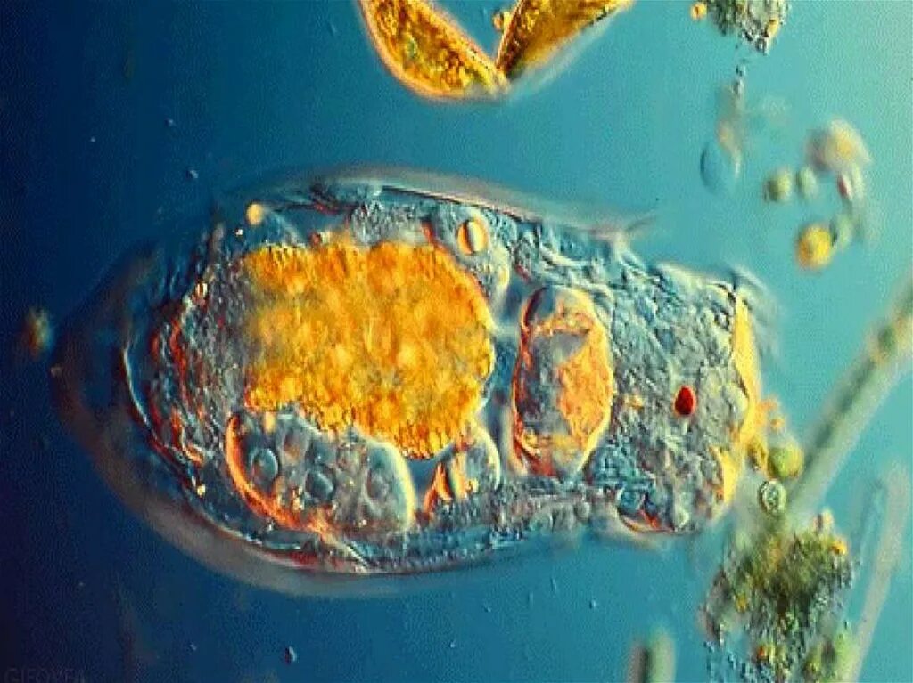Простейшие организмы в воде. Инфузория туфелька в живую. Микроорганизмы в воде. Простейшие под микроскопом. Клетки организма под микроскопом.