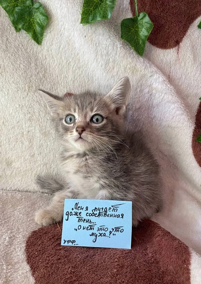 Котенок не реагирует. Котенок не реагирует. Почему кошки реагируют на кис. Котенок не реагирует. Почему коты любят мяту.