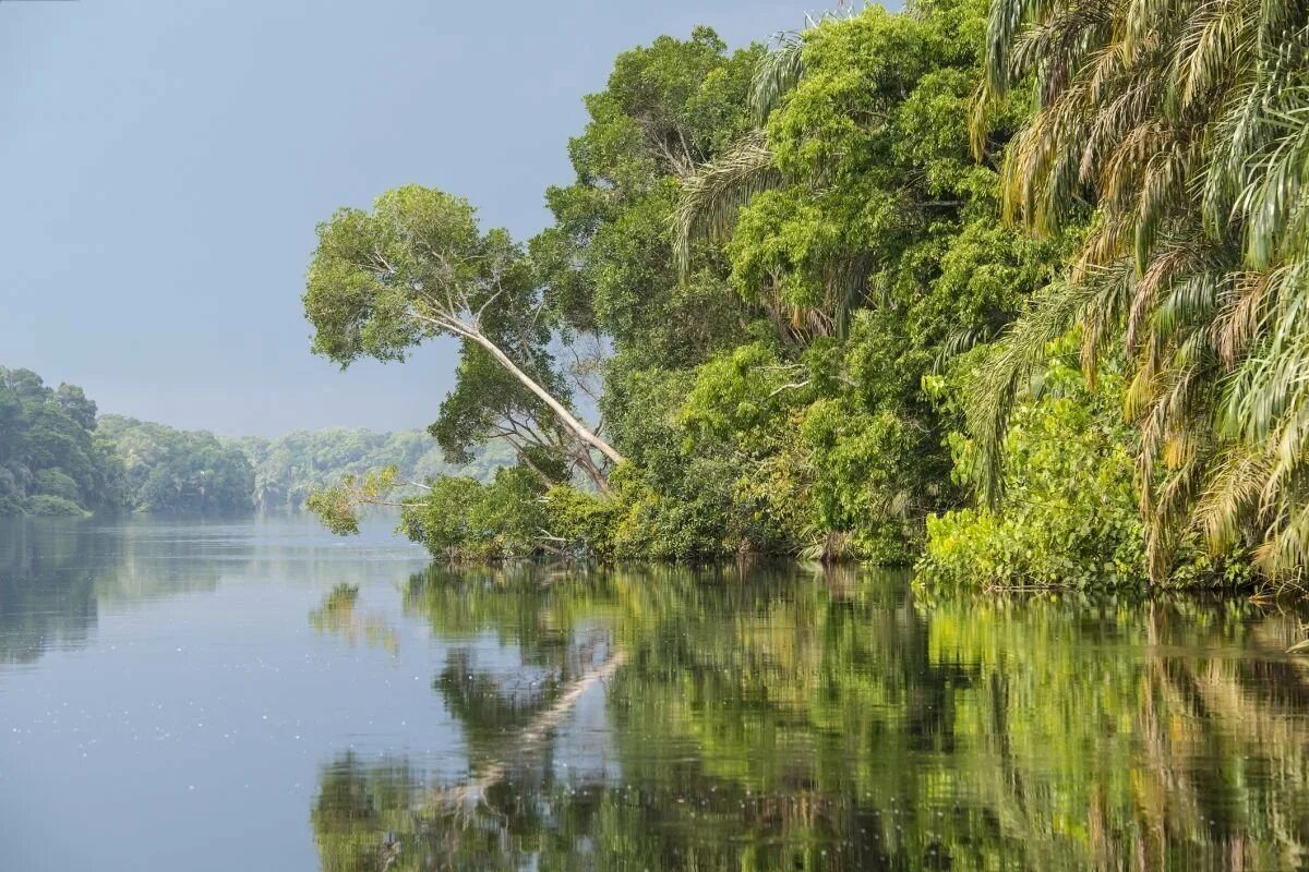побережье конго. конго заир река. река конго реки демократической республики конго. река конго в дрк. побережье конго.