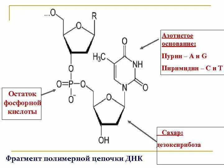 Пурин основание. Пурины и пиримидины формулы. пурин и пуриновые азотистые основания. пурины и пиримидины нуклеотиды. структура азотистых оснований.