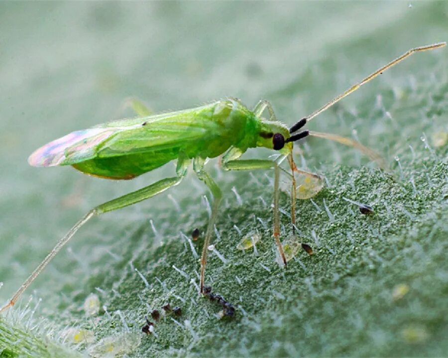 Жук макролофус. Клоп макролофус. Макролофус. Макролофус калигинозус. Жук макролофус.