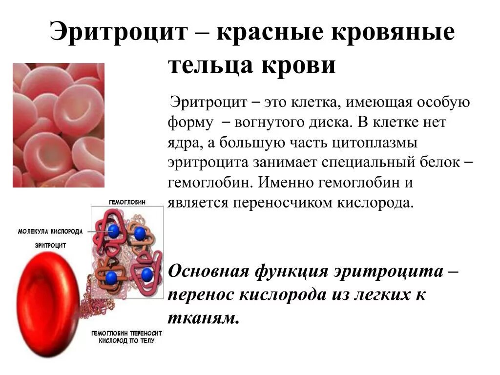 Эритроциты что это. Красные кровяные тельца. Эритроциты выполняют функцию. Основная функция эритроцитов. Эритроциты это красные кровяные клетки.