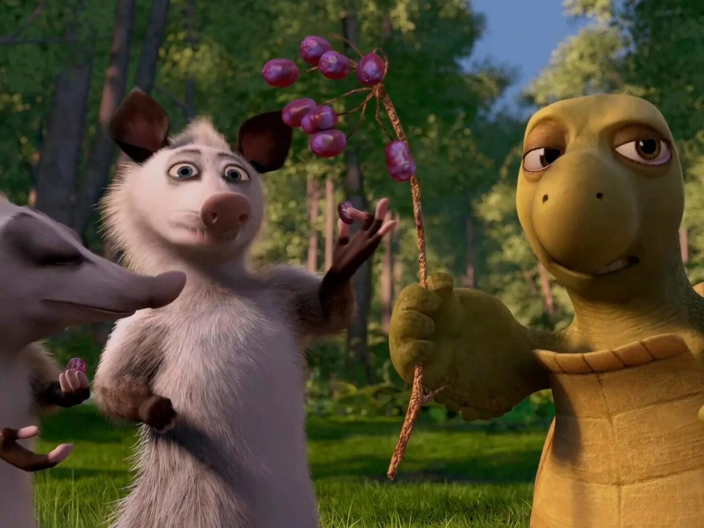 Черепаха белка. Черепаха белка