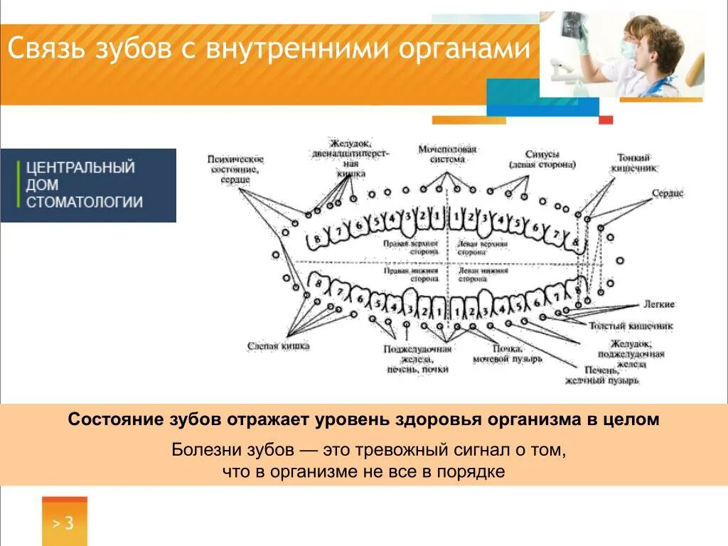 Связь зубов с органами. Взаимосвязь зубов и внутренних органов. Зубы и органы взаимосвязь. Зубы и внутренние органы связь. Взаимосзять зубов с органами.