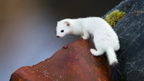 Ласка зверек цвет