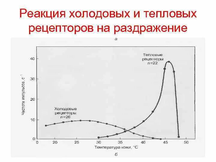 (Тепловых и холодовых) рецепторы. Тепловые рецепторы холодовые рецепторы таблица. Рецепторы холодовой тепловой. Расположение тепловых и холодовых рецепторов.