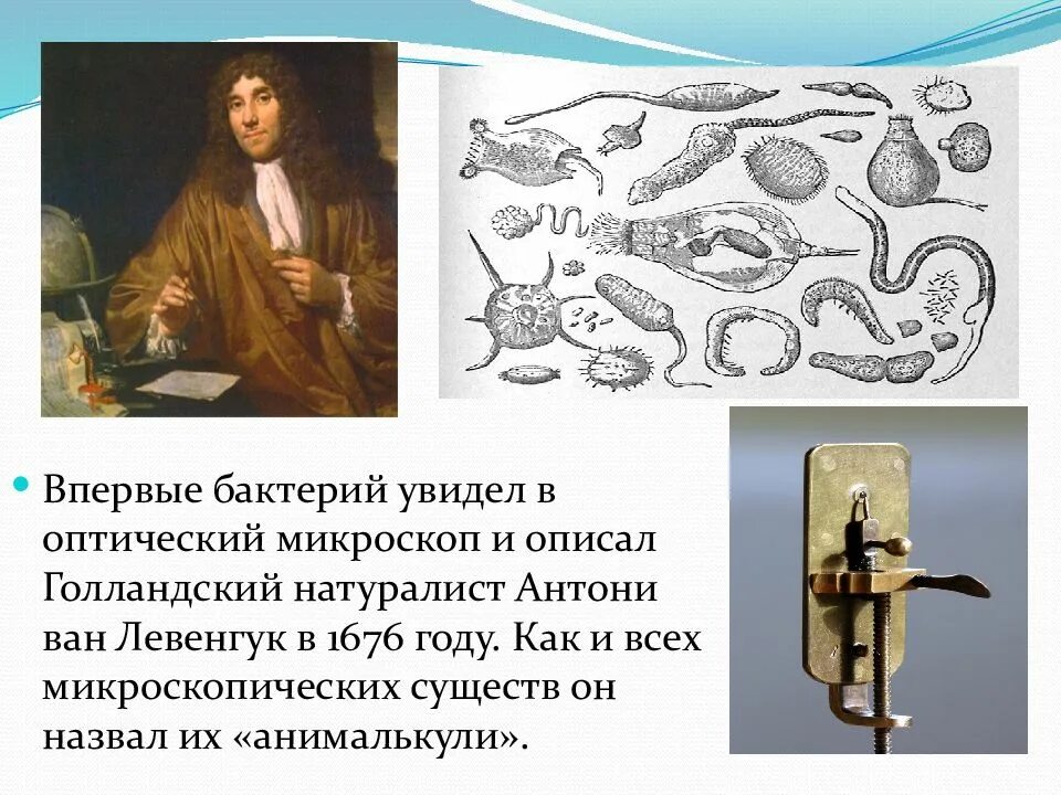 Микроорганизмы в микроскопе. Чем отличается болезнь от заболевания. Какое нужно увеличение микроскопа чтобы увидеть бактерии. Первый увидел бактерии с помощью микроскопа. Антони ван левенгук анималькули.