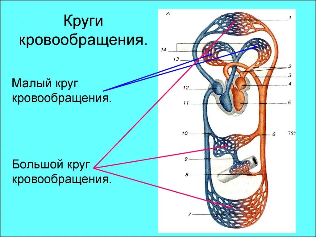 Круги кровообращения гемодинамика. Большой т малый круг кровообращения схема. Круги кровообращения большой круг малый круг. Малый круг кровообращения. Большой и малый кругикровообразения.