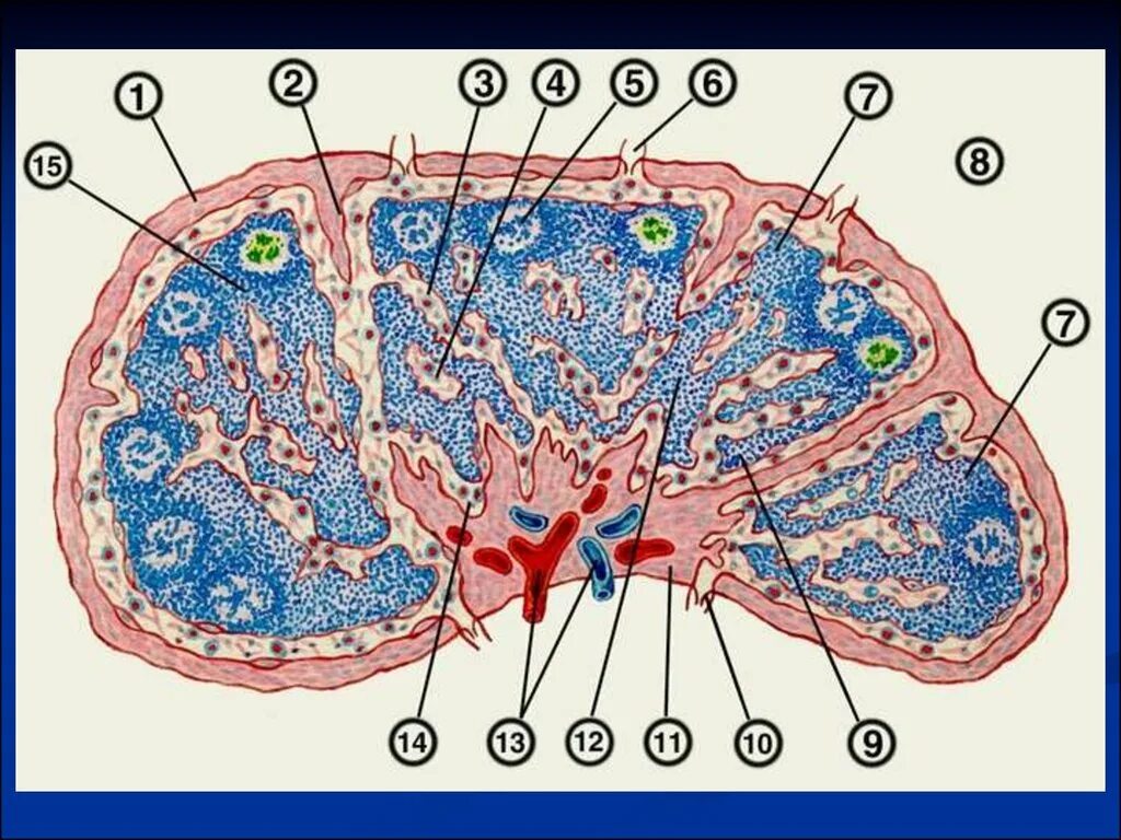 Синусы лимфатического узла гистология. Трабекулы лимфатического узла гистология. Лимфатический узел гистология схема. Схема лимфатического узла анатомия. Лимфоузлы структурны