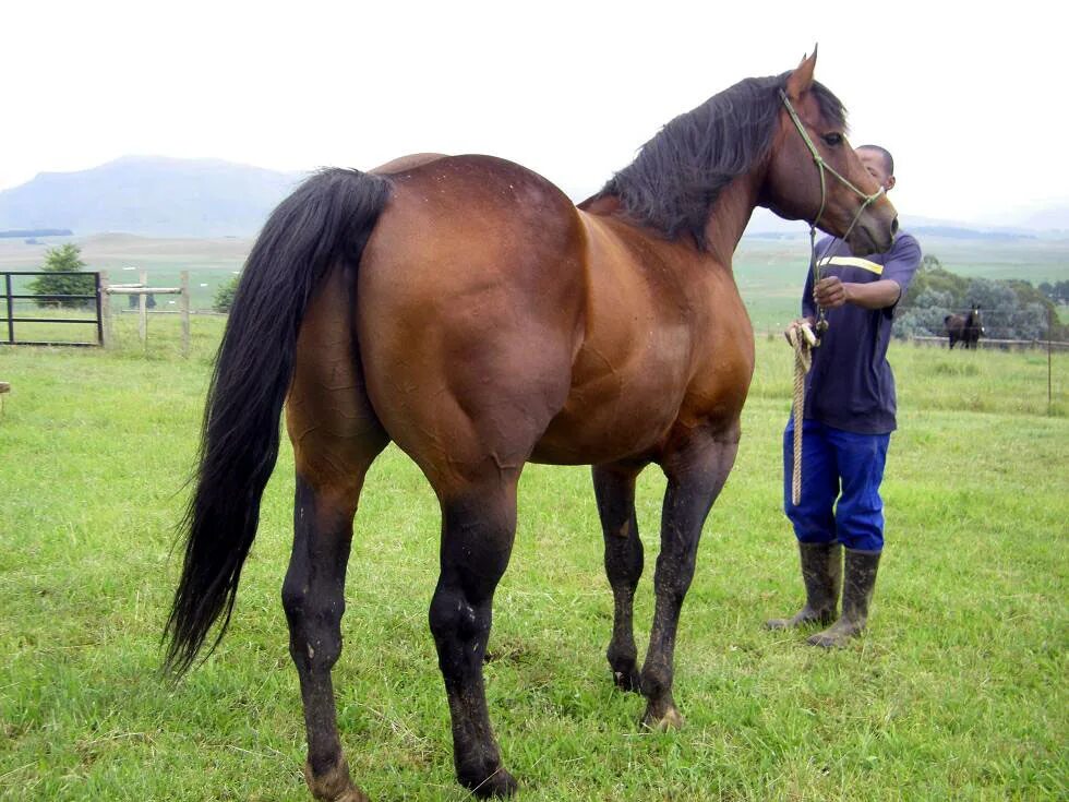 Порода лошадей Фрайбергер. Мексиканская порода лошадей. Азиатские породы лошадей. Суффолькская лошадь.