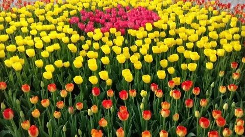 Порно әйелін көпшілікке сатты