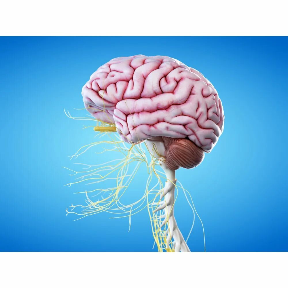 Головной мозг. Головной мозг нервная система.