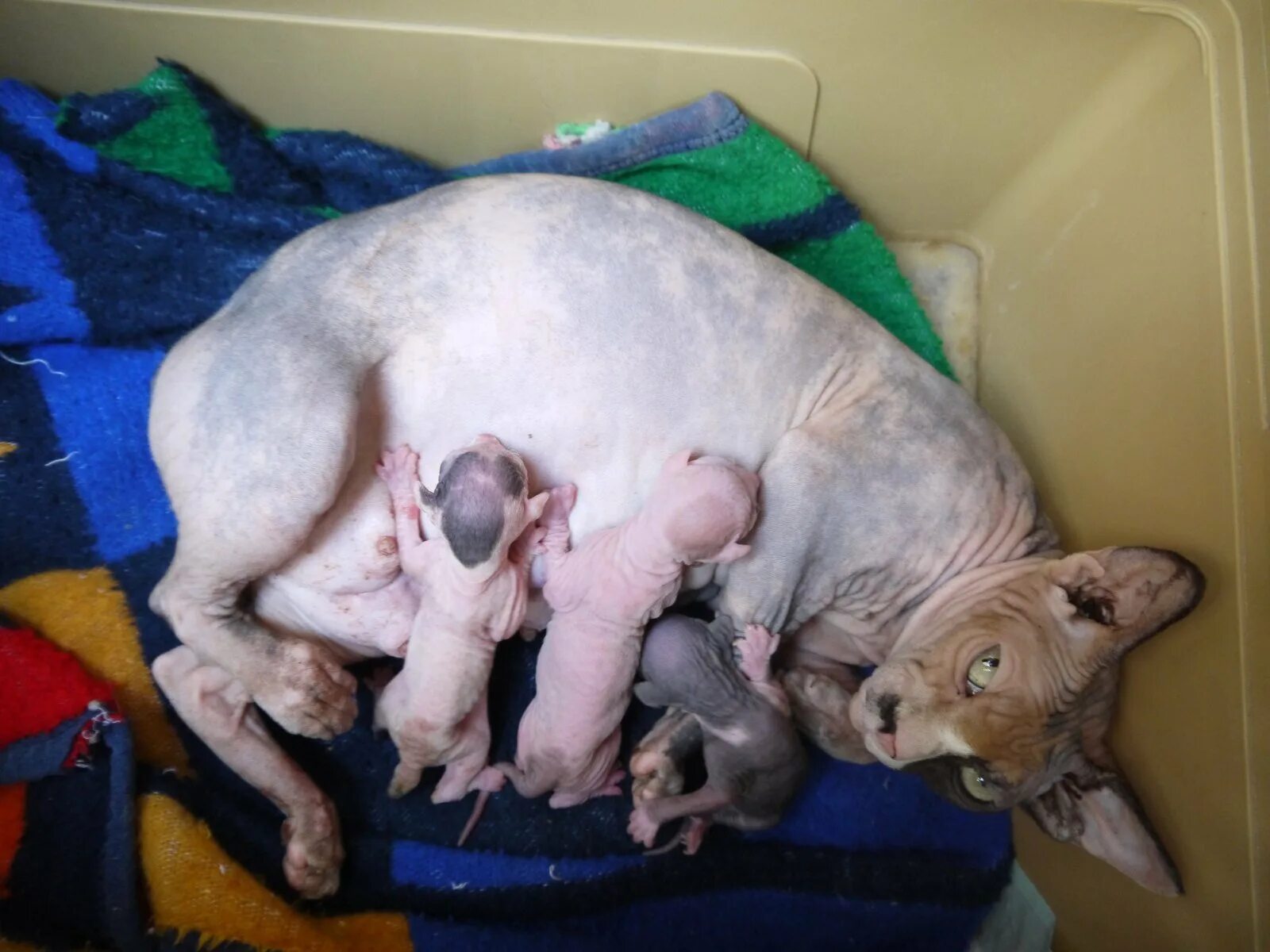 Беременные сфинксы кошки. Сколько беременность у кошек обычных. Срок беременности у кошек. Сколько беременность у кошек обычных. Длительность беременности у кошек.