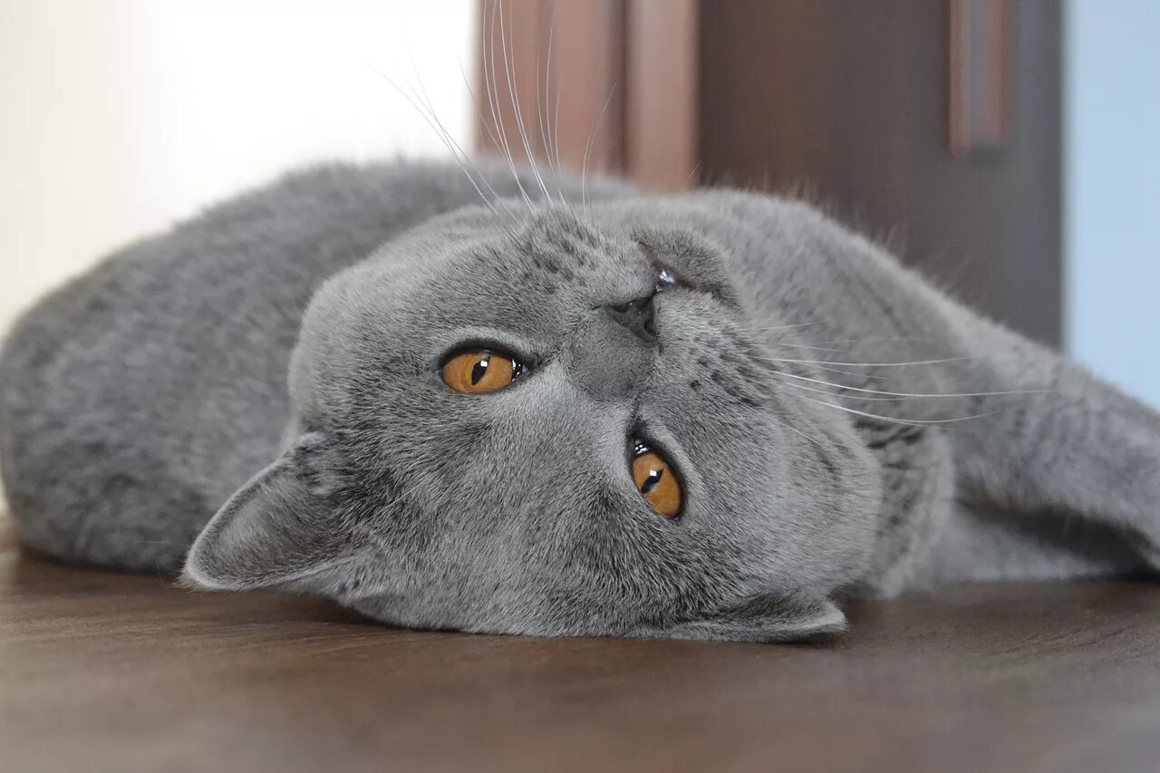 Коты серые девочки