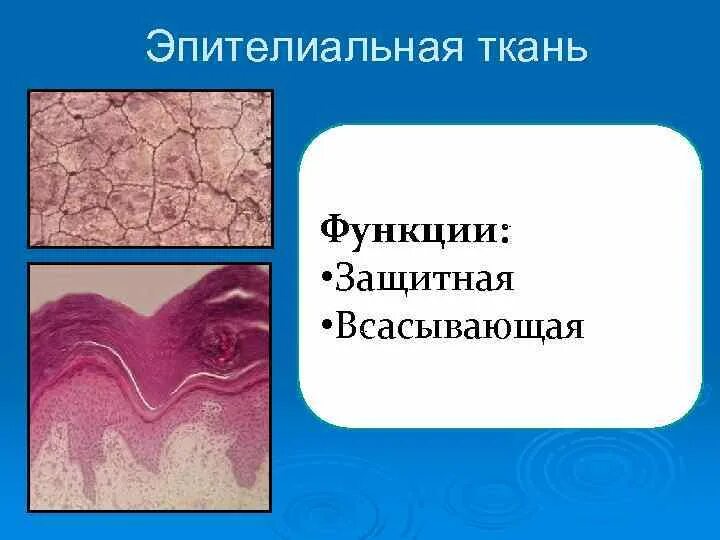 Защитная функция покровных тканей. Функции эпителиальной ткани. защитная функция эпителиальной ткани. функции покровной ткани животных. эпителиальная ткань животных.