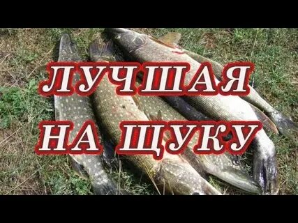 Лучшая приманка на щуку в октябре