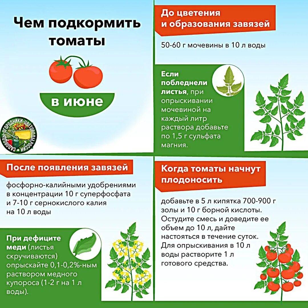 Когда можно есть и помидоры после