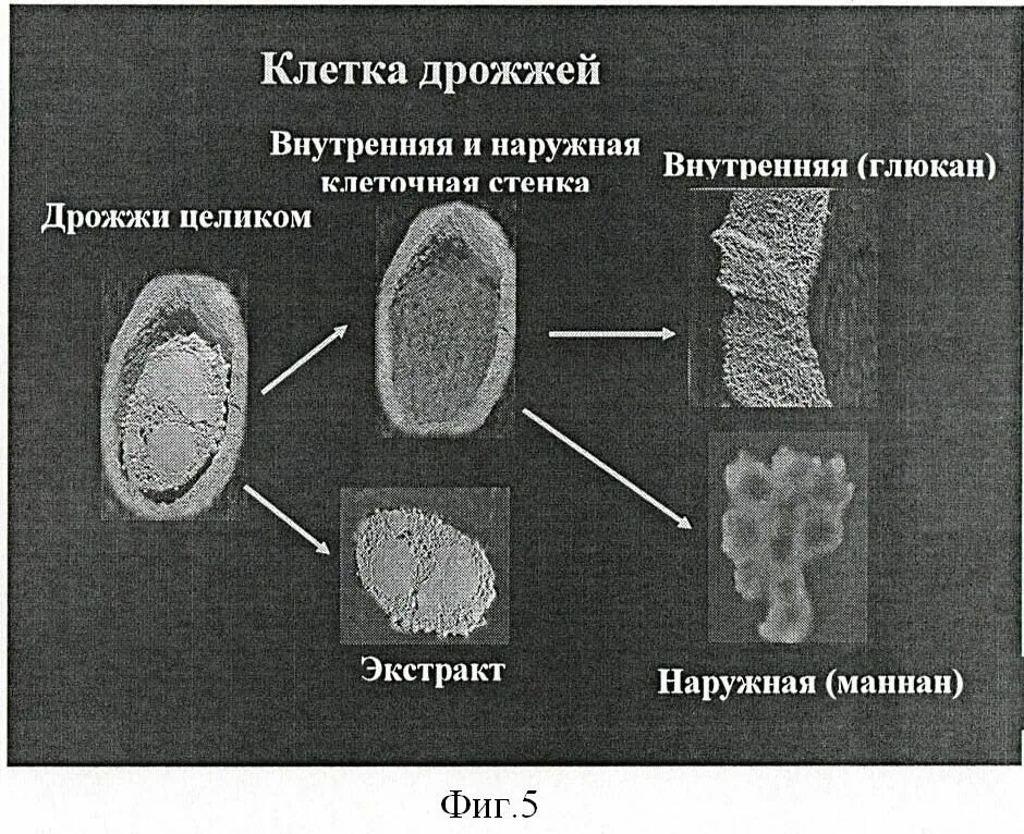 Клеточная стенка дрожжей. Пекарские дрожжи клеточная стенка. Строение клеточной стенки дрожжей. Особенности строения клеточных стенок дрожжей. Грибные стенки покрыты снаружи клеточными стенками образованными