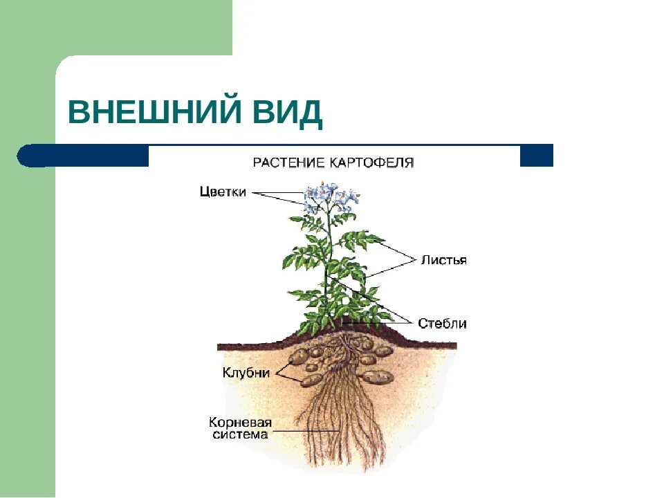 Надземные части корня. Корневая система картофеля. Тип корневой системы у картофеля. Картофель части растения. Картофель строение растения.
