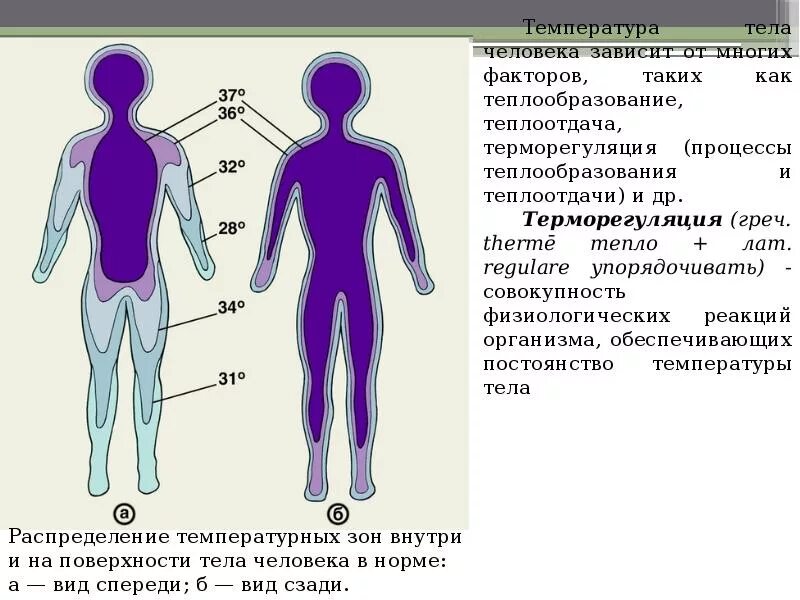 Температура кожных покровов. Температура тела человека. Значение температуры тела человека. Распределение температуры тела. Температурная схема человека.