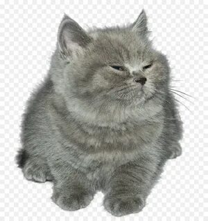 Little grey