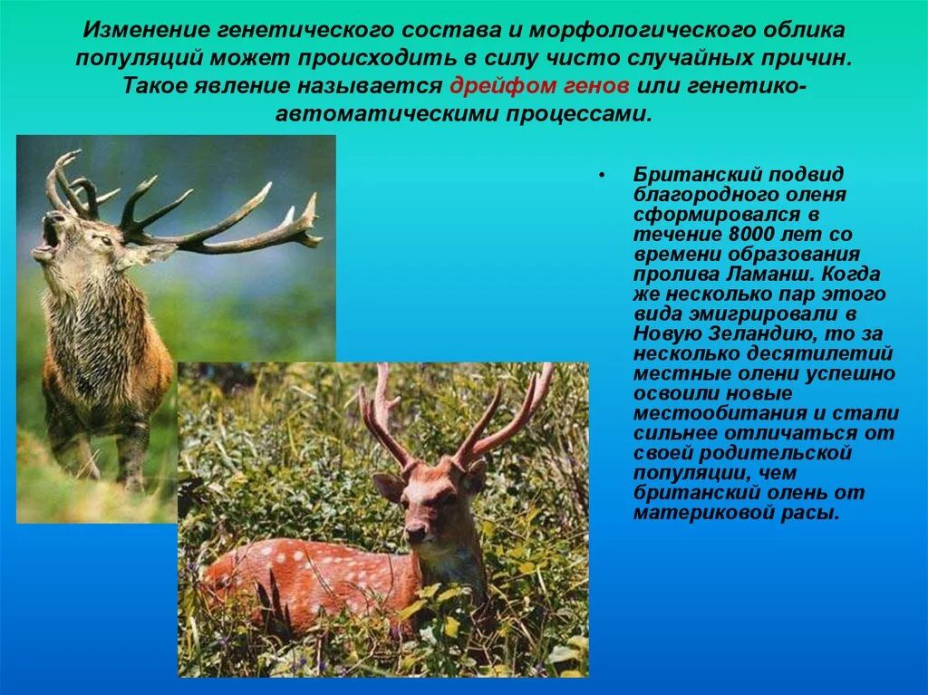 Генетический критерий одуванчика. Генетический критерий оленя. Морфологические адаптации северного оленя. Генетический критерий оленя. Генетический критерий оленя.