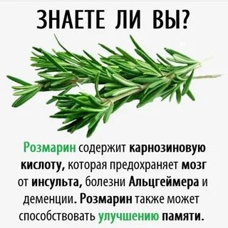 Розмарин полезные свойства и противопоказания