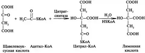 Яблочная кислота щавелевоуксусная кислота