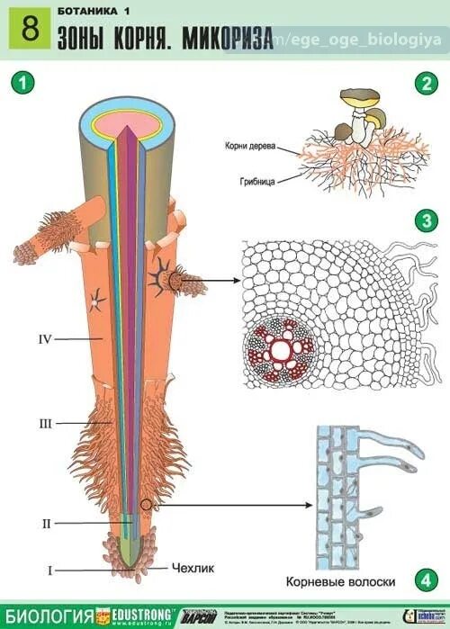 Биология 6 класс рисунок 37 строение корня. Корень строение биология. Внутреннее строение корня. Корневой чехлик и корневые волоски. Организована корень