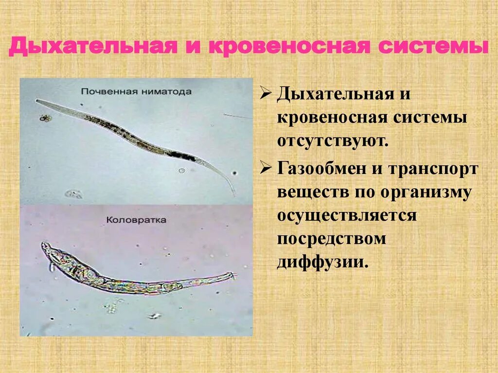 У круглых червей отсутствует. Тип круглые черви дыхательная система. Дыхание у круглых червей нематоды. Круглые черви система дыхания. Дыхание нематод.