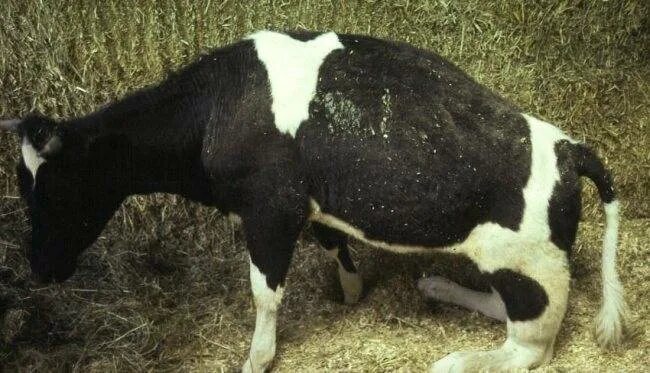 Послеродовой парез у коров.