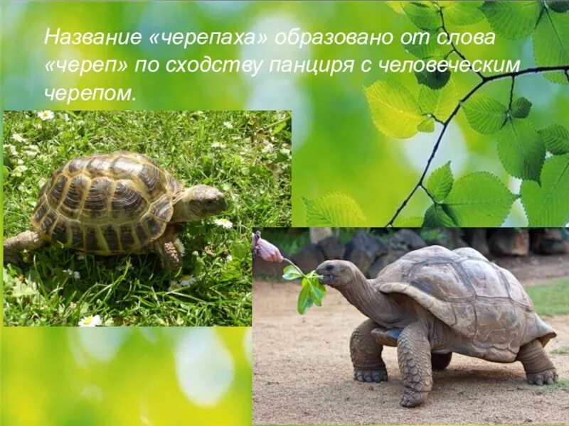 Почему черепаху назвали черепахой
