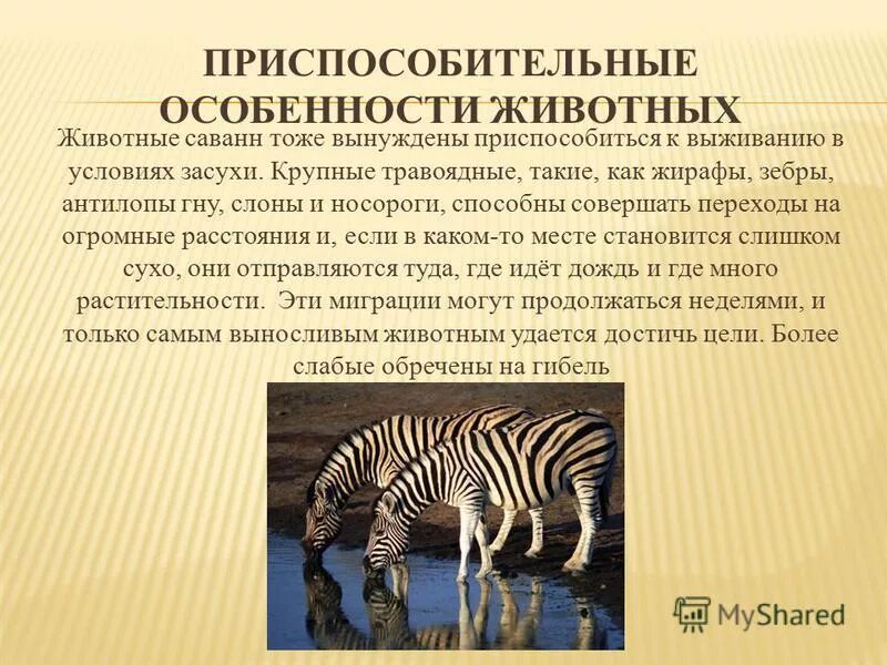 характеристика класса млекопитающие. слон описание животного. млекопитающие представители. млекопитающие отряд зайцеобразные представители. рассказать об особенностях животных.