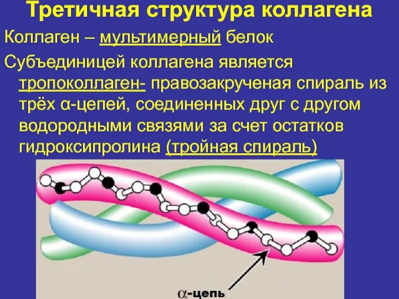 Строение коллагенового волокна биохимия. Третичная структура белка коллагена. Вторичная структура коллагена биохимия. Коллагеновая структура белка.