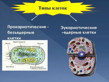 Ядерными организмами являются