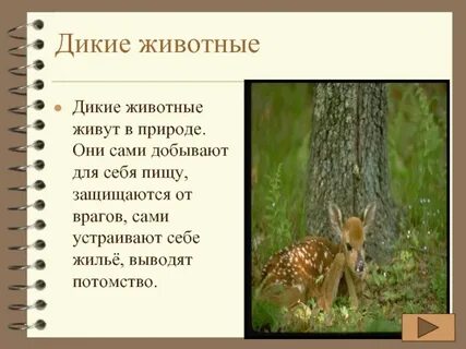 Рассказ про диких животных