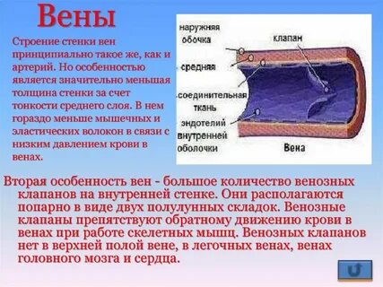 Сосуды имеющие 1 слой клеток