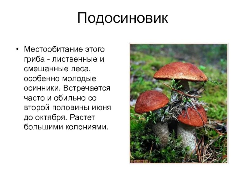 Гриб подосиновик энциклопедия. Подосиновик описание 5 класс. Сообщение о грибе подосиновике 5 класс биология. Среда обитания подосиновика.