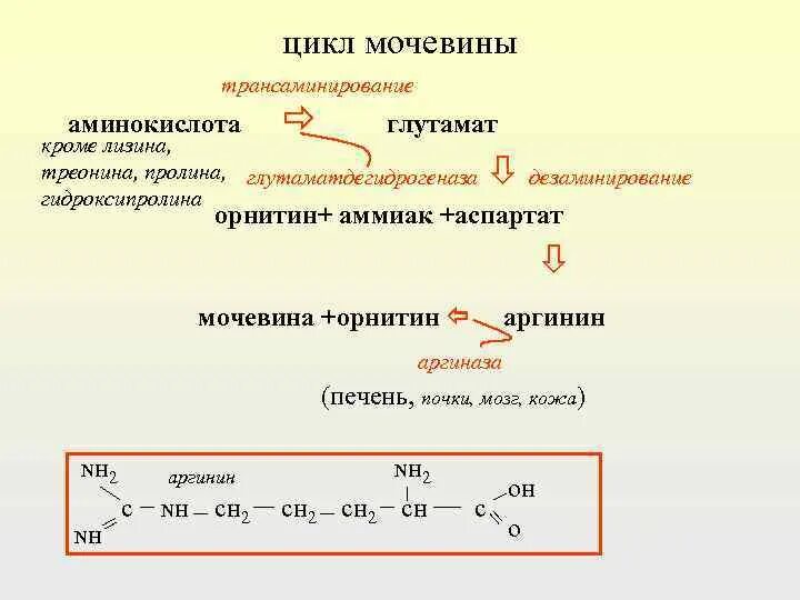 Дезаминирование мочевины. Дезаминирование треонина. Цикл мочевинообразования аминокислоты. Дезаминирование лизина реакция. Мочевиной форум