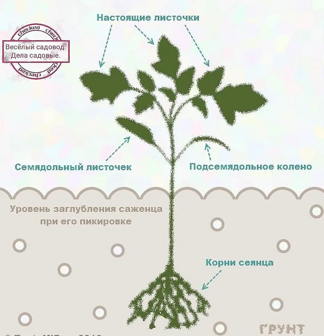 Заглубляют ли огурцы при пересадке. Семядольные листья у помидор. Рассада томатов семядольные листья. Семядольные листочки у томатов. Схема пикировки рассады томата.